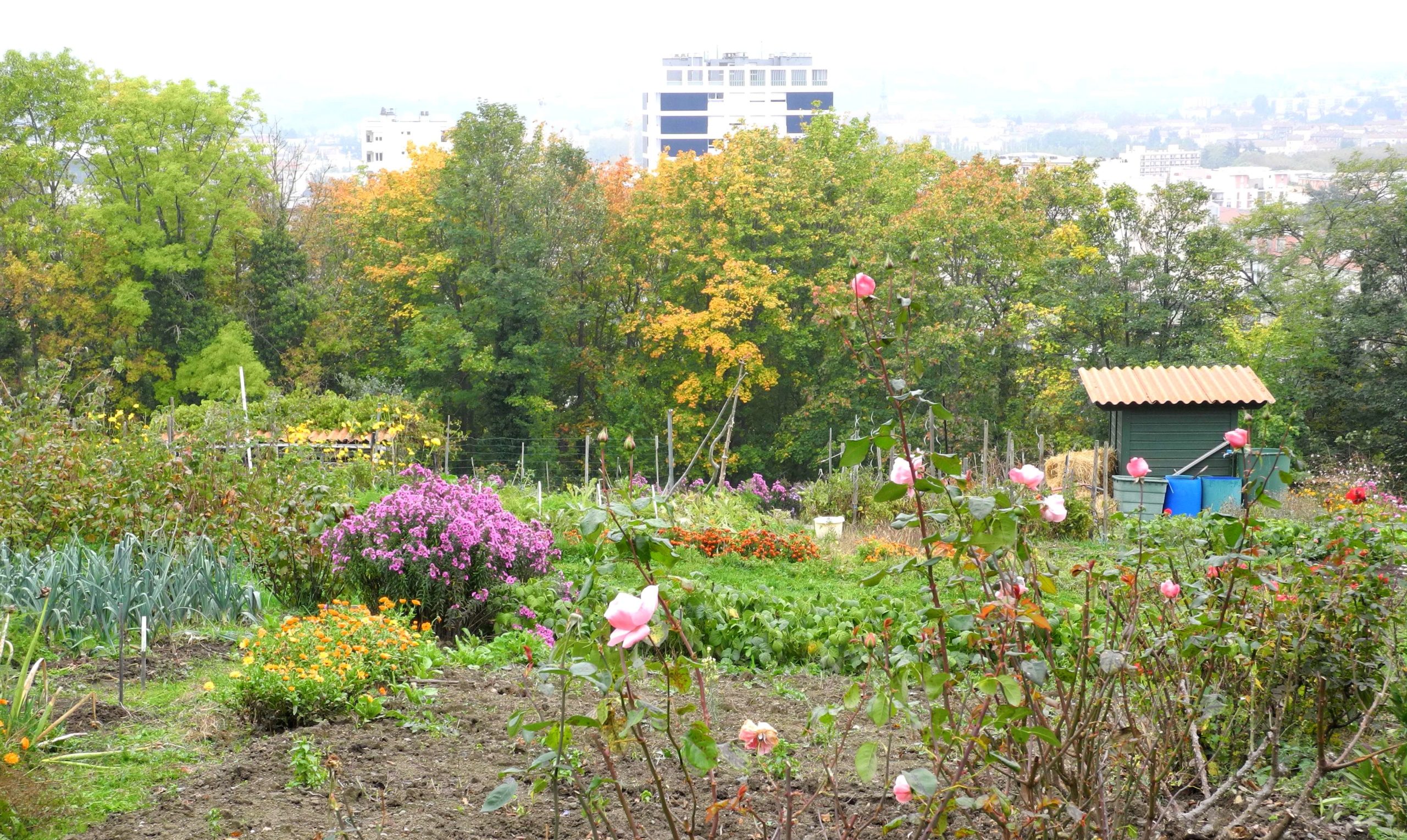 Connaissez-vous les jardins ouvriers ? - Saint-Étienne CityCrunch